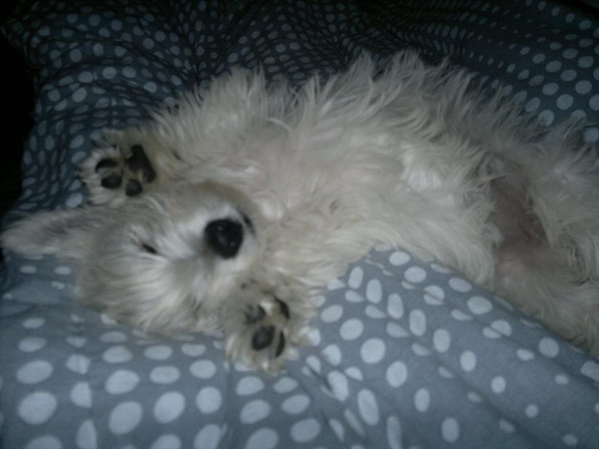 West highland white terrier Airas Gucci (Maddie) - Puttefis billede 11