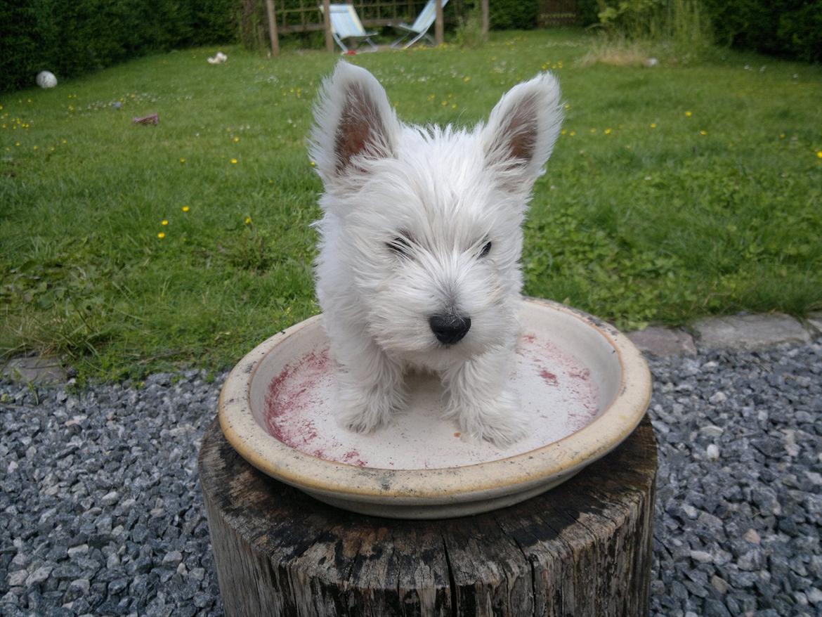 West highland white terrier Airas Gucci (Maddie) - Prinsesse maddie :) billede 12