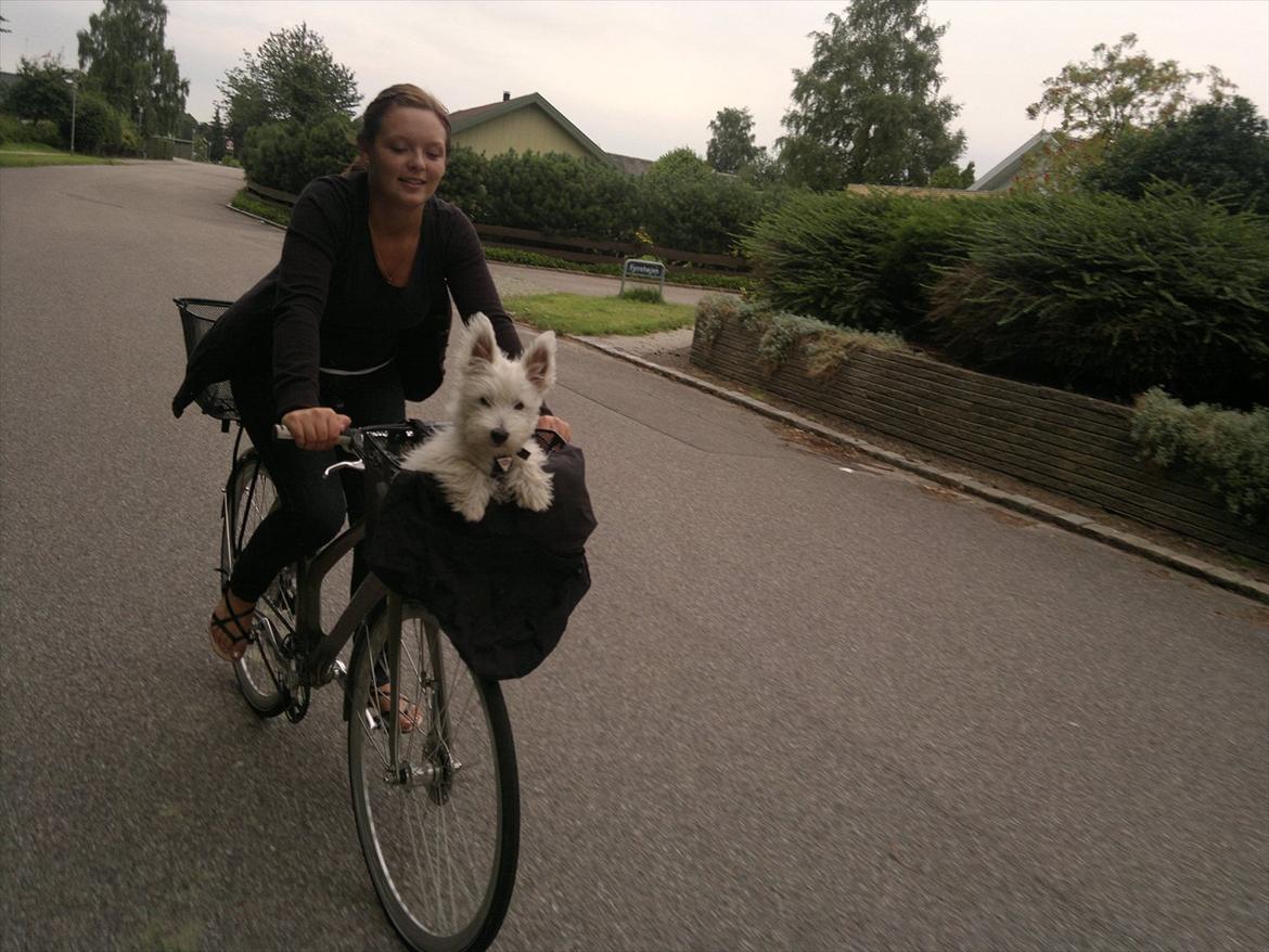 West highland white terrier Airas Gucci (Maddie) - Så er vi på cykel tur. Det er bare livet :) Hun er selvfølgelig spændt fast!! billede 14