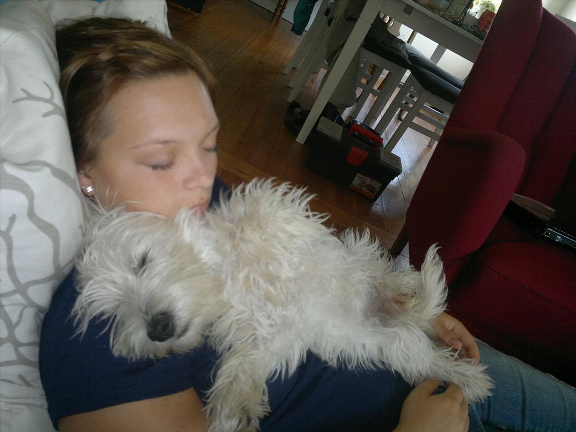 West highland white terrier Airas Gucci (Maddie) - Vi ligger lige og får en lille lur :) billede 15