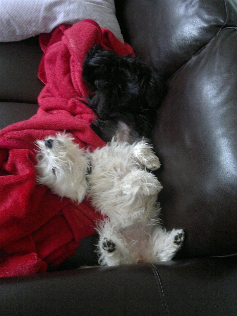 West highland white terrier Airas Gucci (Maddie) - Malou og maddie er blevet trætte :) billede 16