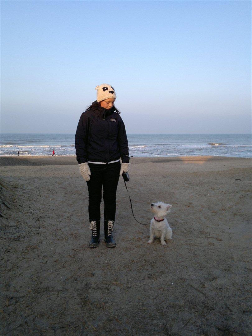 West highland white terrier Airas Gucci (Maddie) - Maddie og jeg på stranden billede 18