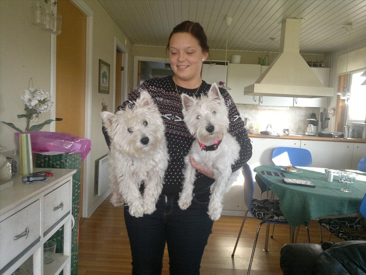 West highland white terrier Airas Gucci (Maddie) - Charmetrolde :) billede 19