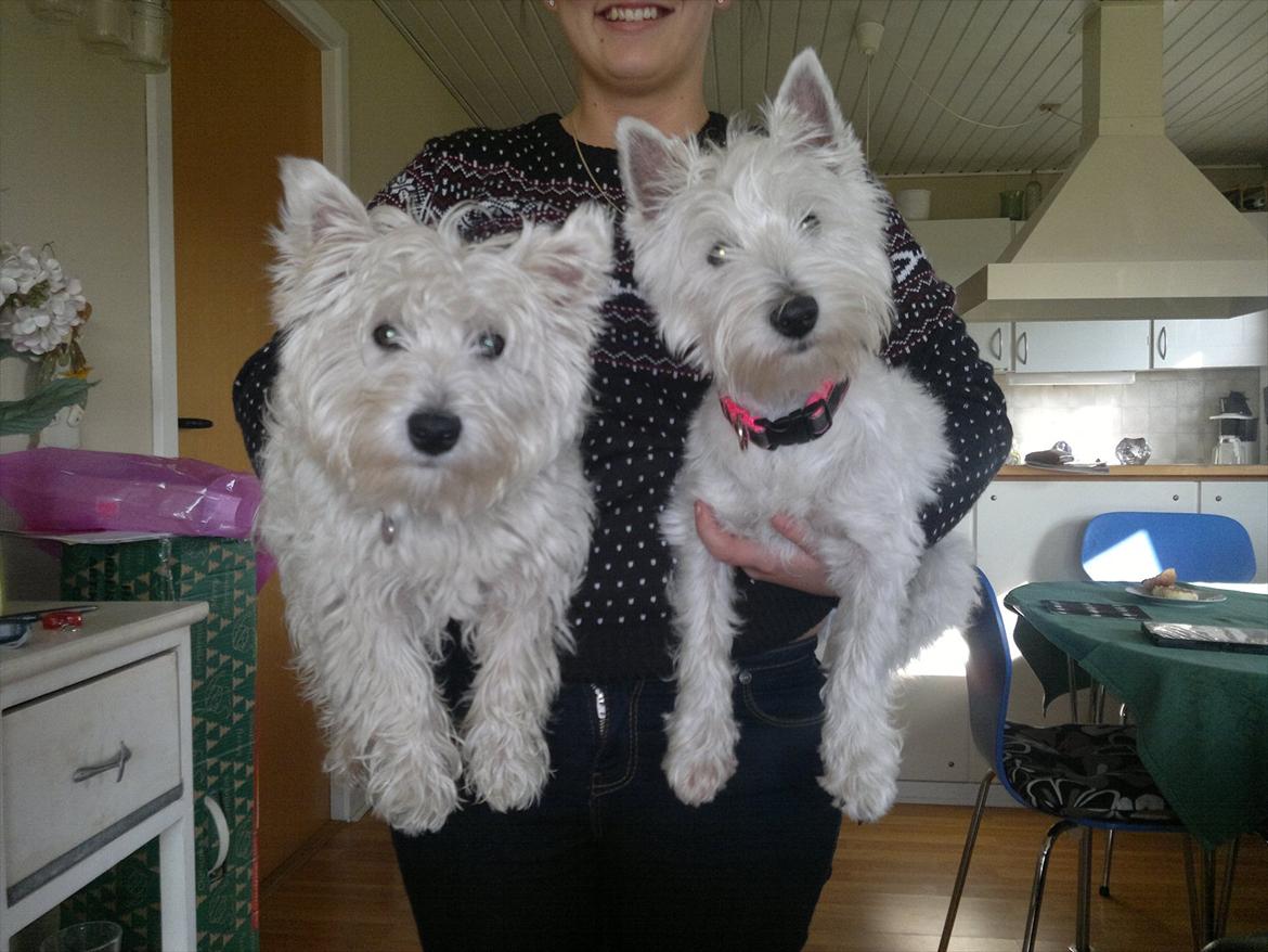 West highland white terrier Airas Gucci (Maddie) - Fanny og Maddie :) billede 20