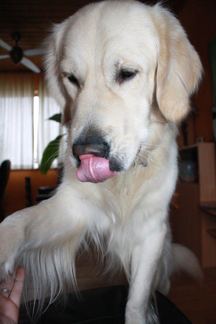 Golden retriever Golden Cosmo - Cosmo´s nye og sejeste trick, stå på skammel og give pote :D dejlig hund :D billede 20