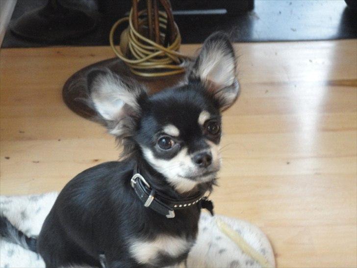 Chihuahua Dream´s Armani - Armani d. 21-11-2011.  billede 1