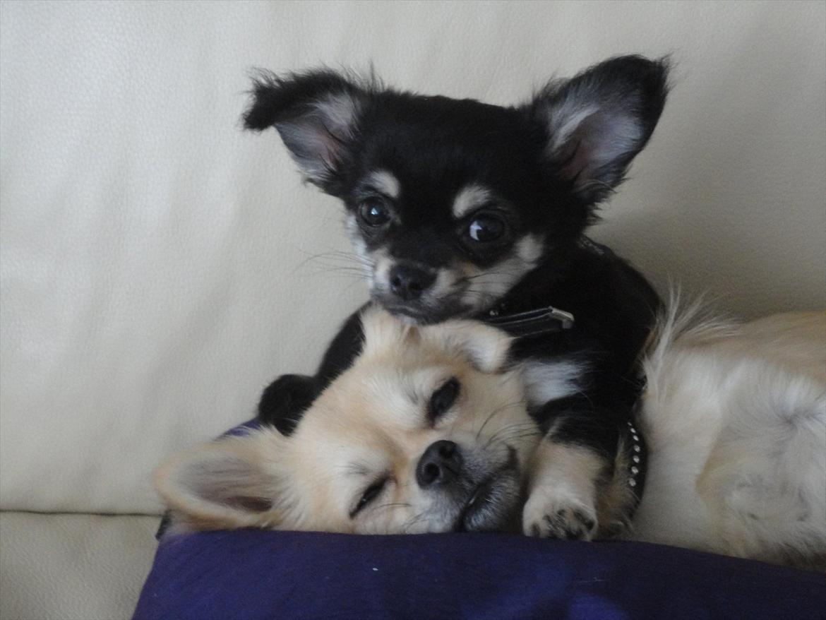 Chihuahua Dream´s Armani billede 4