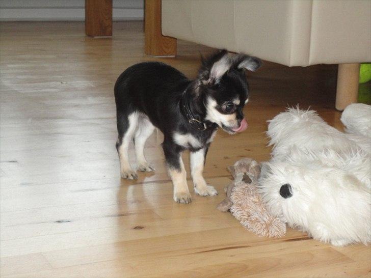 Chihuahua Dream´s Armani billede 5