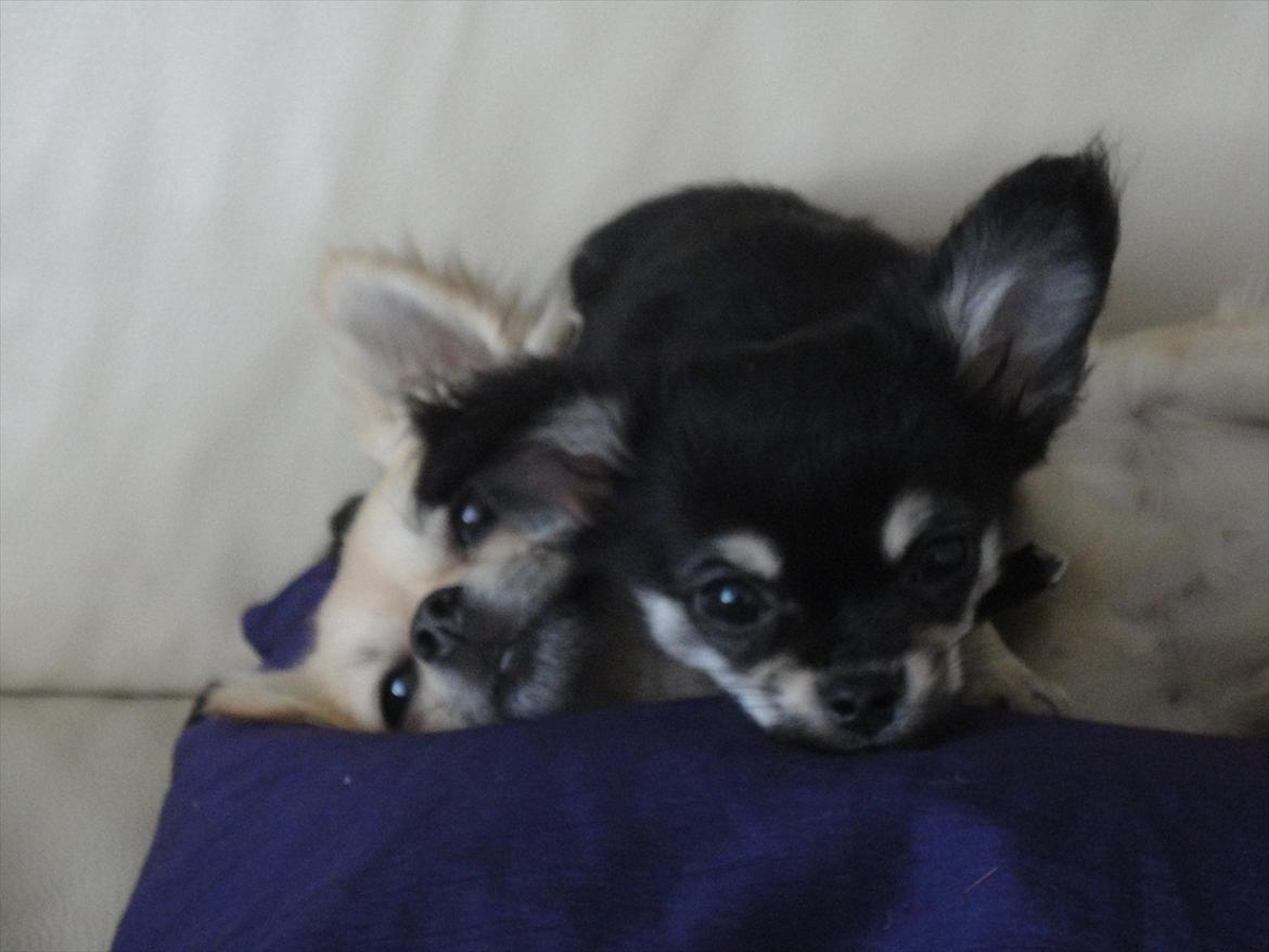 Chihuahua Dream´s Armani billede 6