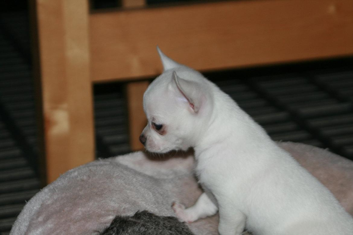 Chihuahua Honey Paj´s Yvain Yuzzlebug billede 2
