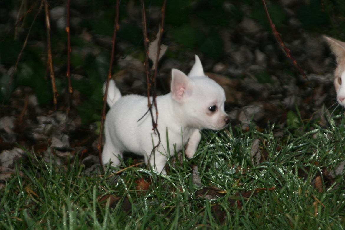 Chihuahua Honey Paj´s Yvain Yuzzlebug billede 3