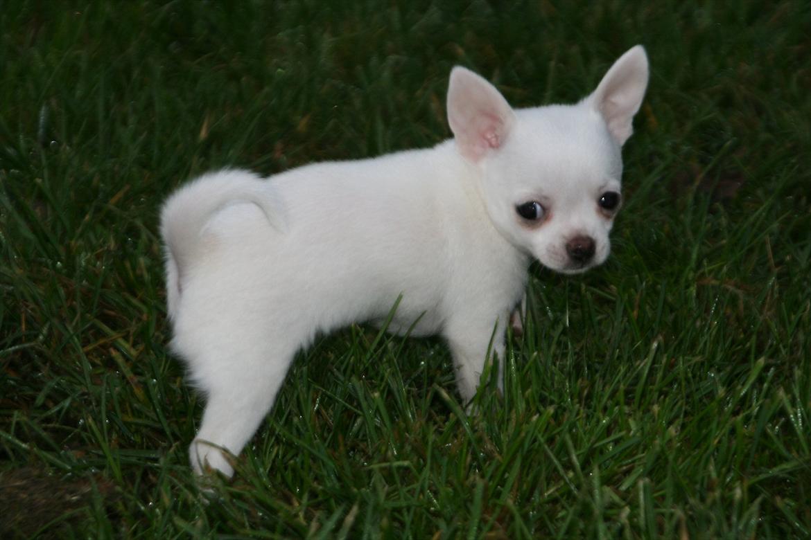 Chihuahua Honey Paj´s Yvain Yuzzlebug billede 4