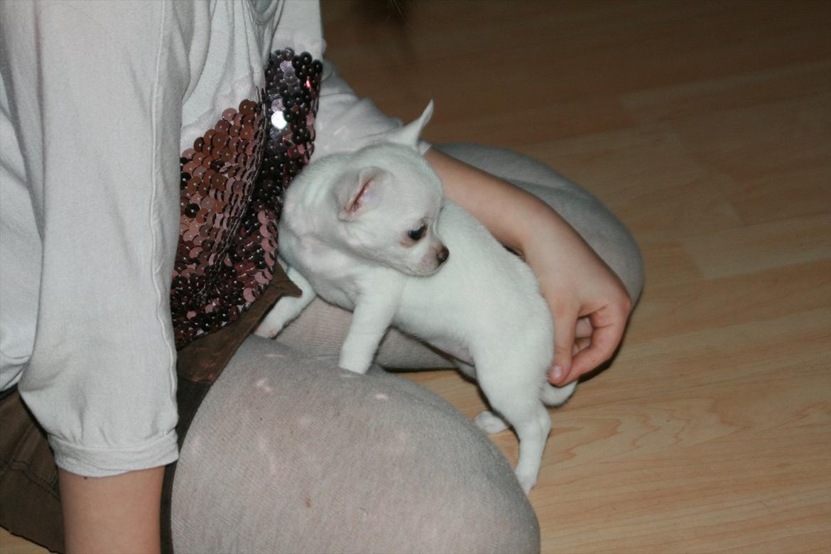 Chihuahua Honey Paj´s Yvain Yuzzlebug billede 5