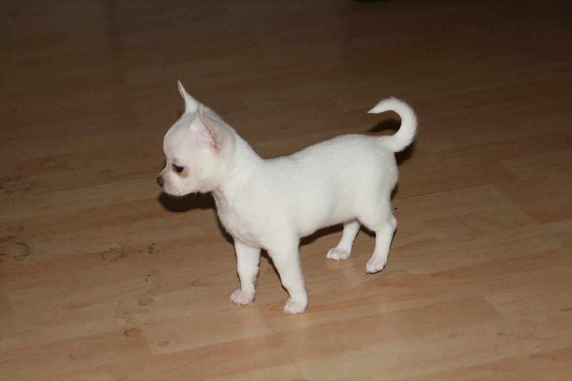 Chihuahua Honey Paj´s Yvain Yuzzlebug billede 7