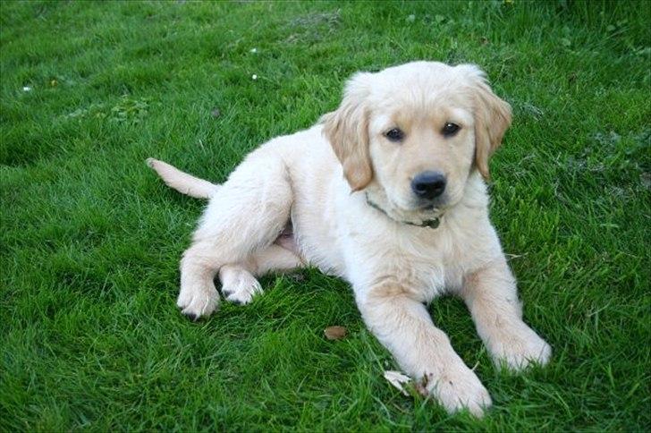 Golden retriever Simba - Simba som hvalp:)<3 billede 13