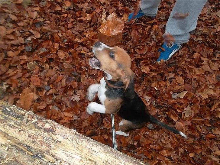 Beagle Valder billede 1