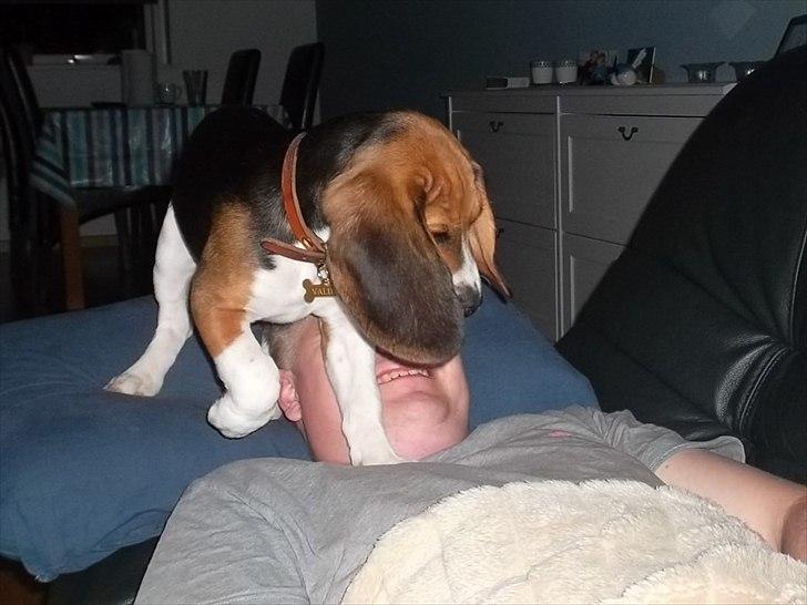 Beagle Valder billede 2