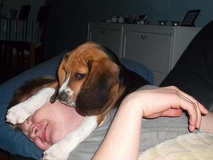 Beagle Valder billede 3