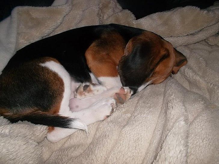 Beagle Valder billede 4