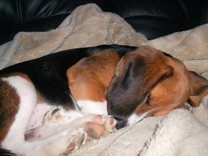Beagle Valder billede 5