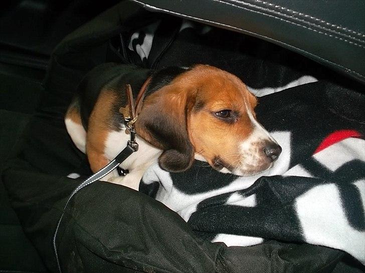 Beagle Valder billede 6