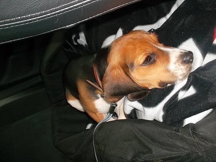 Beagle Valder billede 7