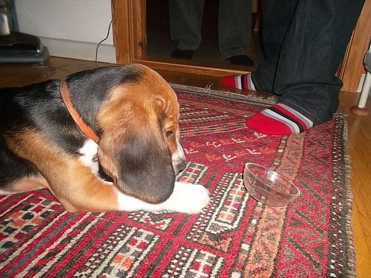 Beagle Valder billede 8