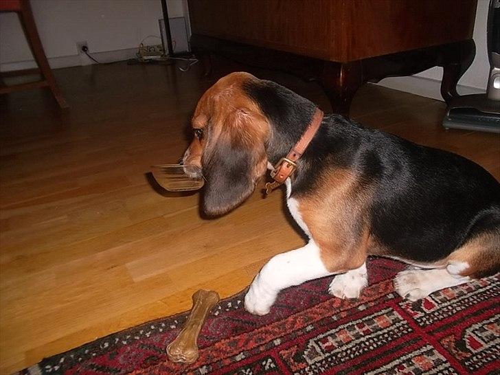 Beagle Valder billede 9