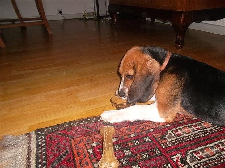 Beagle Valder billede 10