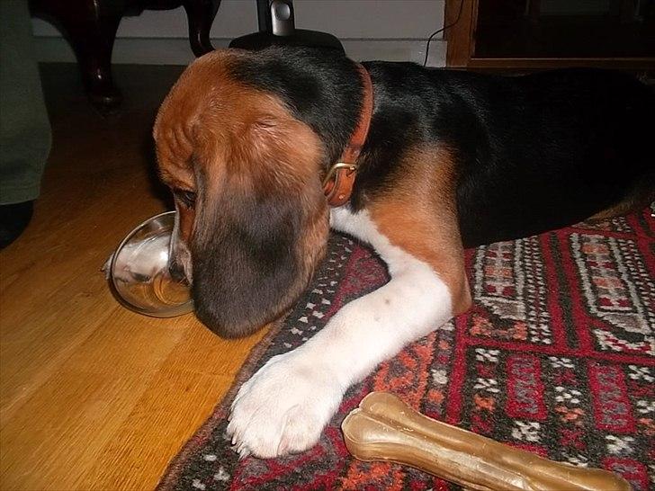 Beagle Valder billede 11