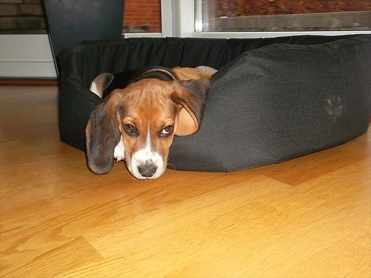 Beagle Valder billede 12