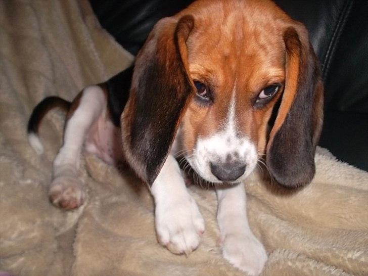 Beagle Valder billede 13