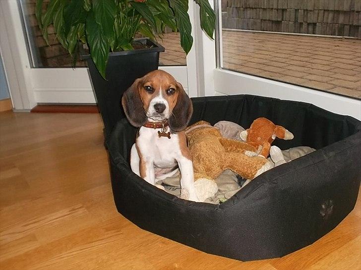 Beagle Valder billede 14