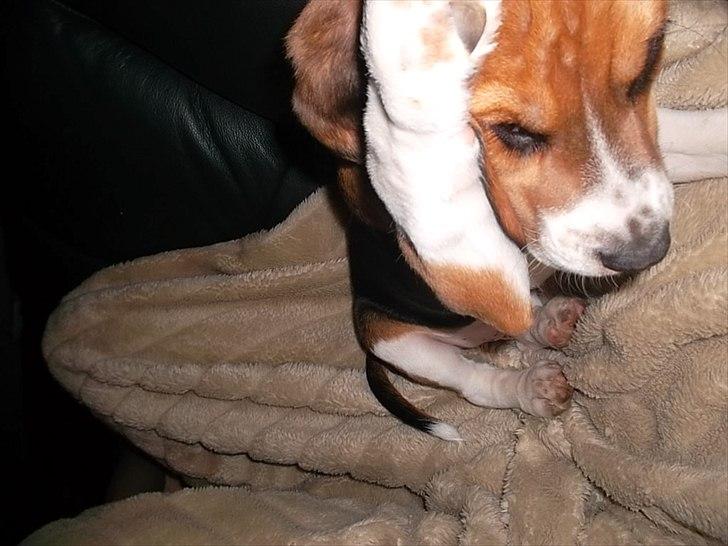 Beagle Valder billede 15