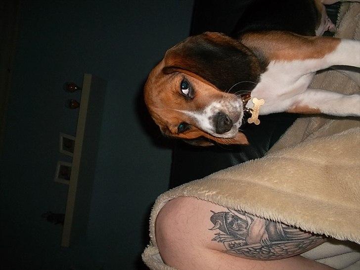 Beagle Valder billede 16