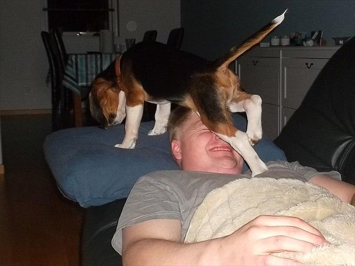 Beagle Valder billede 17