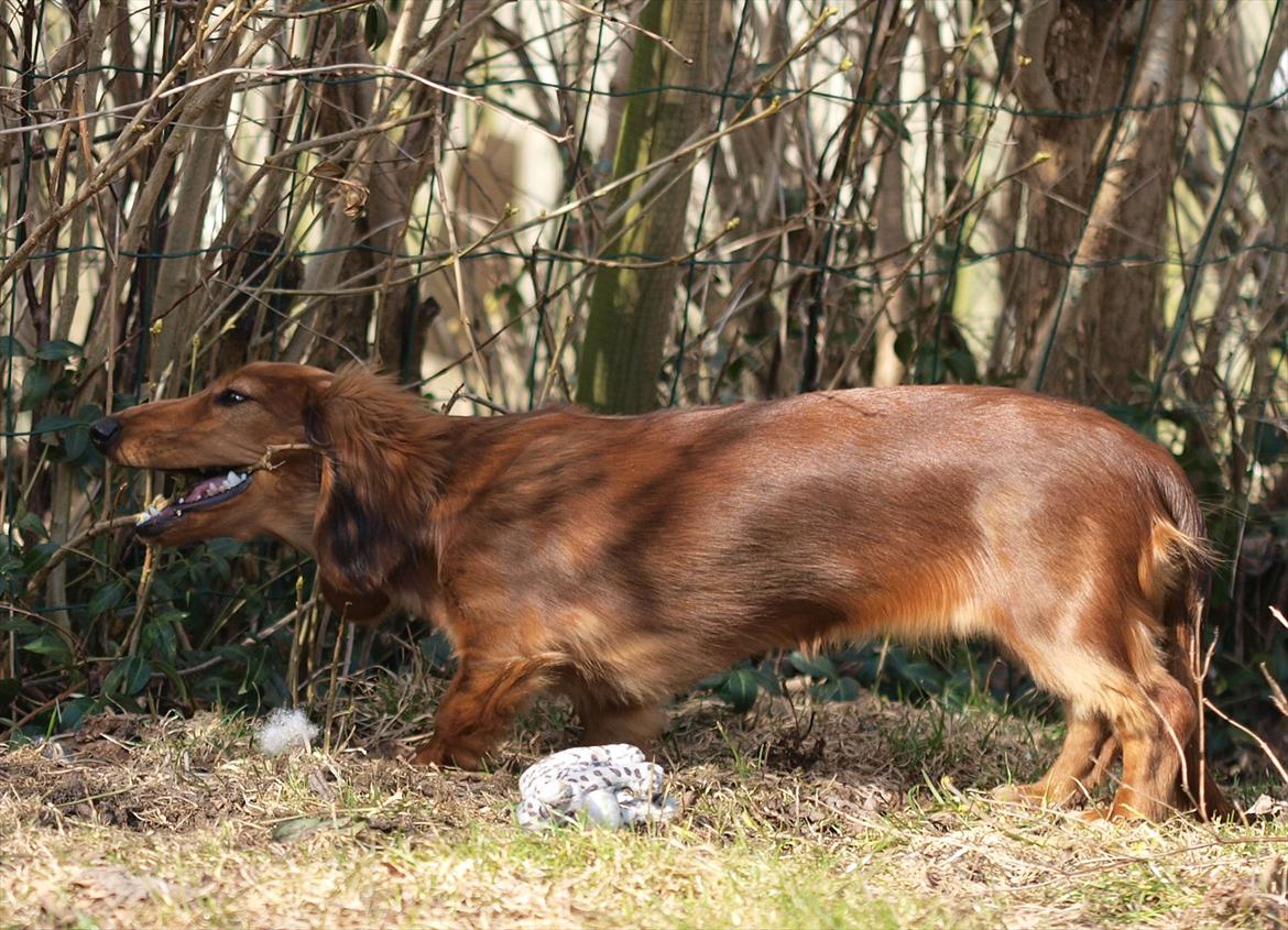 Dværggravhund Xingu billede 9