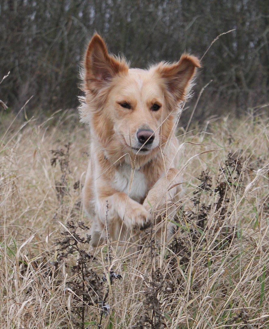 Golden retriever Sif billede 8