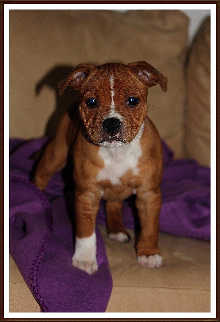 Staffordshire bull terrier Inez  billede 8