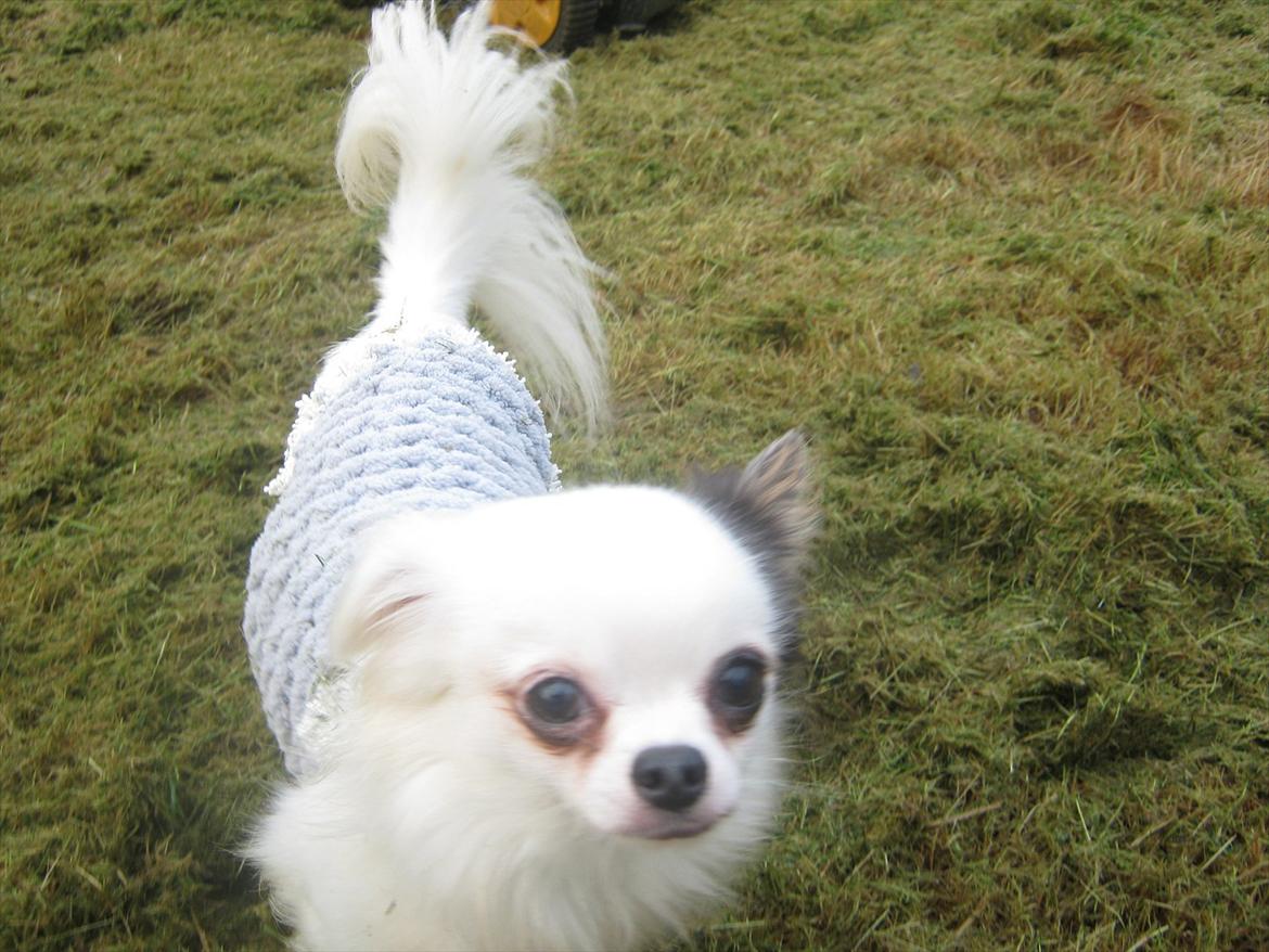 Chihuahua Oskar - Første tur i haven billede 2