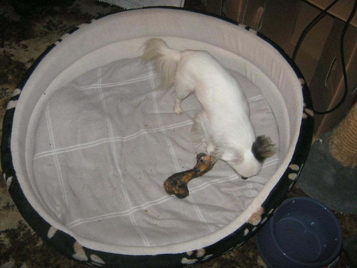 Chihuahua Oskar - Han helt egen hundekurv(troede han) billede 3