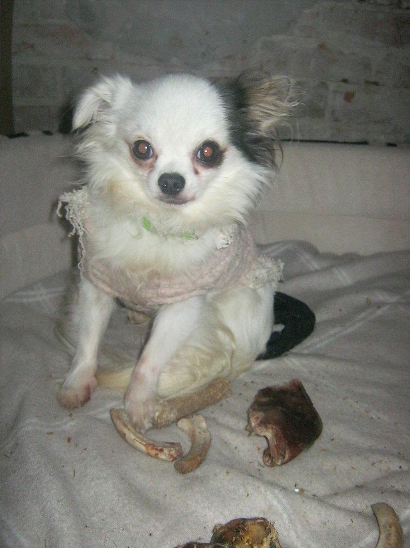 Chihuahua Oskar - Et lille billede fra kurven:=) billede 4