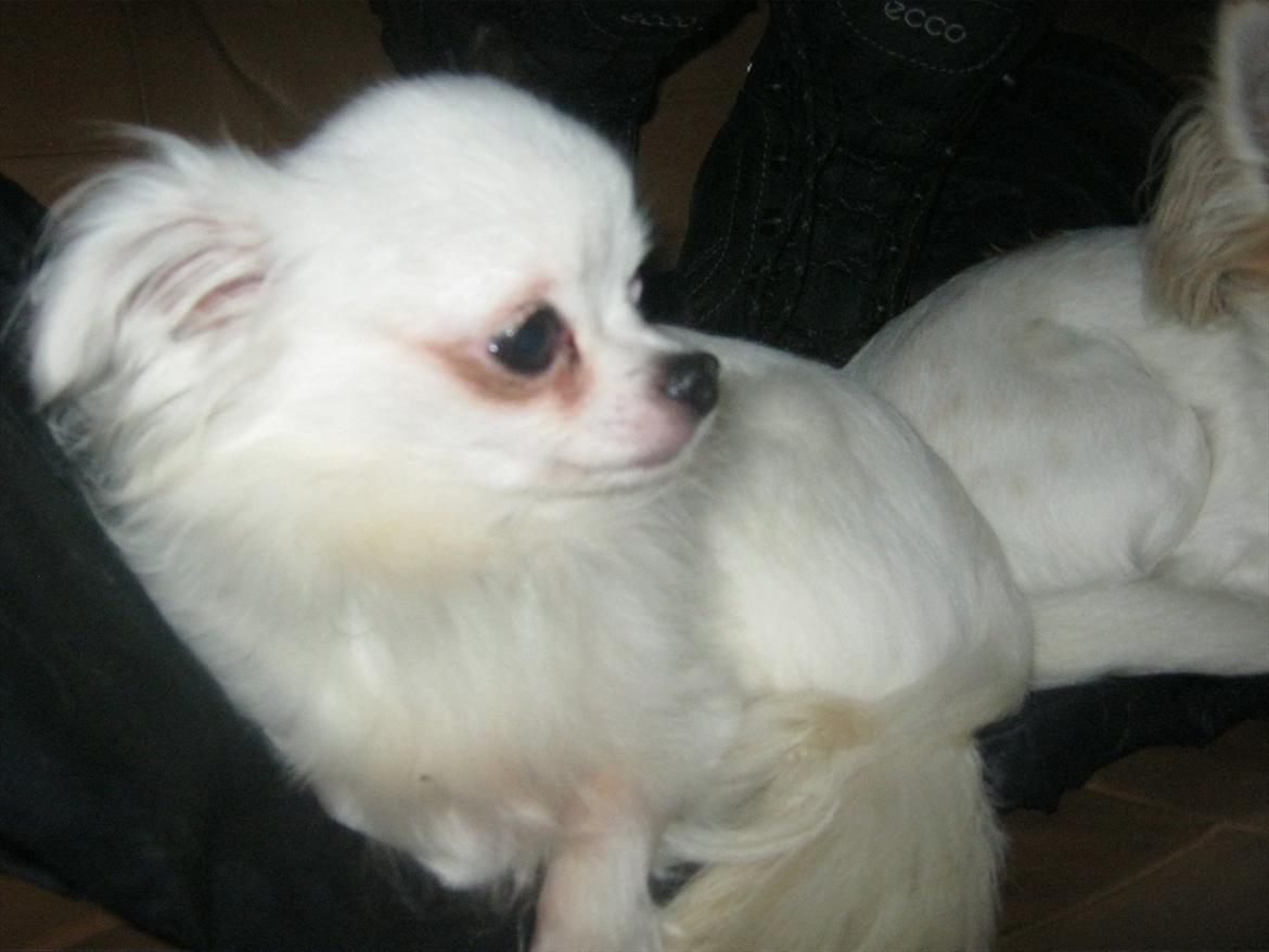 Chihuahua Oskar - Og her ligger man åbenbart rigtig godt :p billede 5