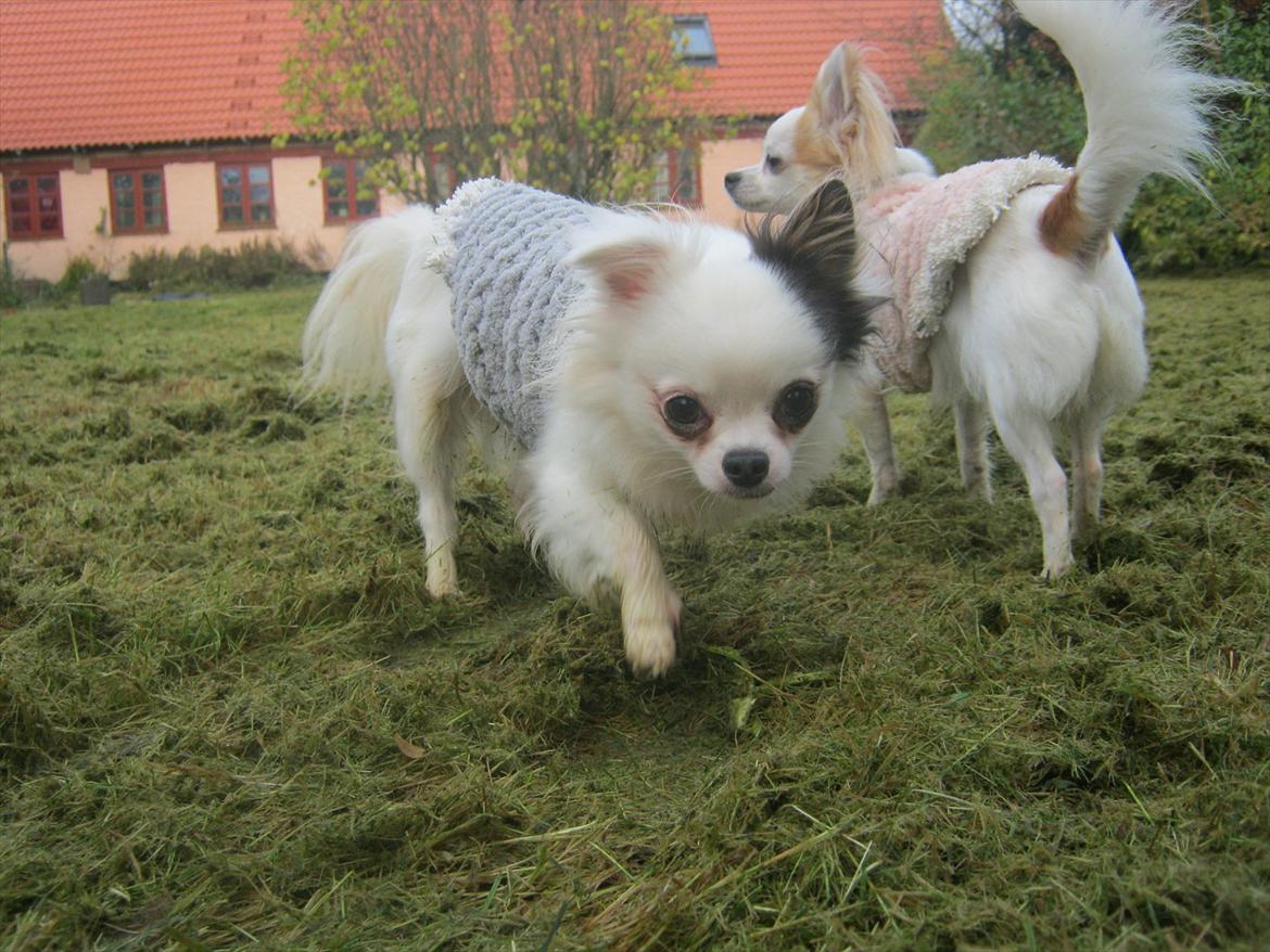 Chihuahua Oskar - Roligt frem, for meget nervøst at undersøge det helt nye... kamera :p billede 6