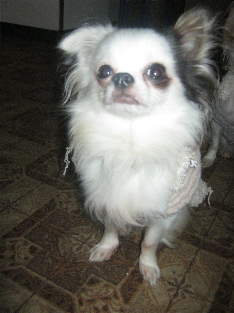 Chihuahua Oskar - "Jeg kan godt lide at være tæt på.. Godbid?" billede 7