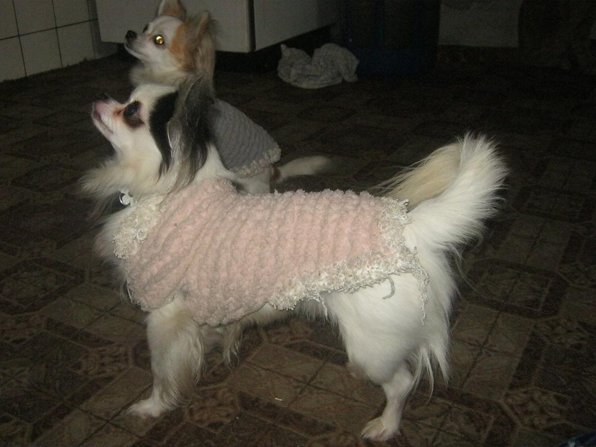 Chihuahua Oskar - "Jeg må gerne tigge,for jeg er maskulin i min nye trøje:=)" billede 8