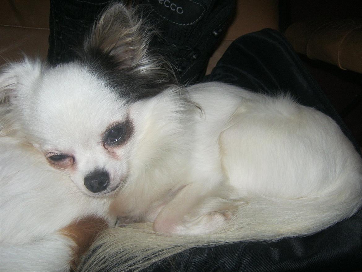 Chihuahua Oskar - Lulus numse er den blødeste at sove på :p billede 9