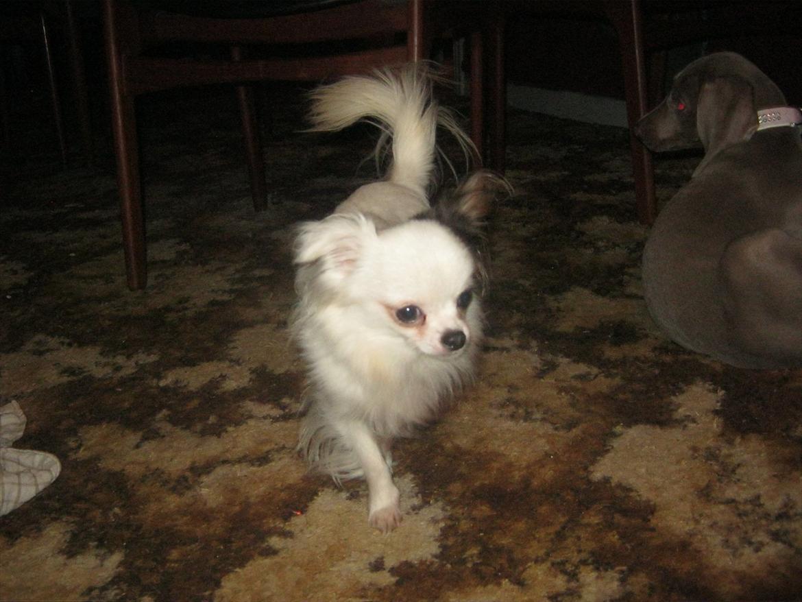 Chihuahua Oskar - En glad lille fyr, der lige har været på tur i haven:=) billede 10