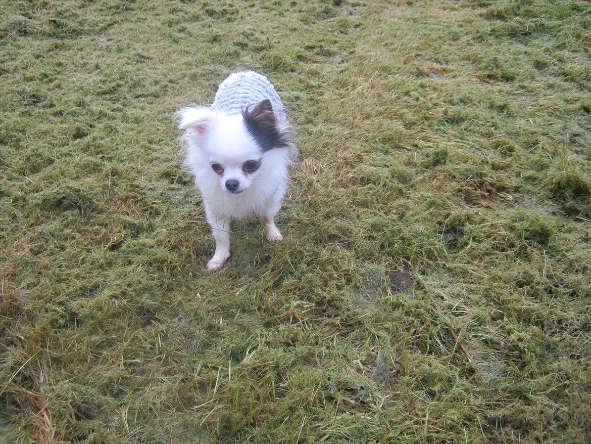 Chihuahua Oskar - Og haven den var meget stor og uoverskuelig til at starte med... :) billede 11