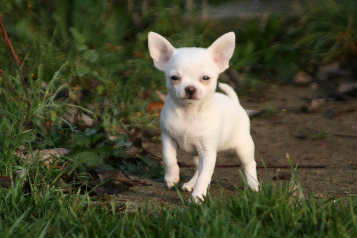 Chihuahua Honey Paj´s Yvain Yuzzlebug billede 1
